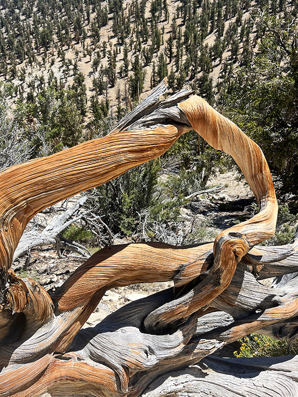 Road tripping to 13,000 ft to gaze at Bristlecone Pines