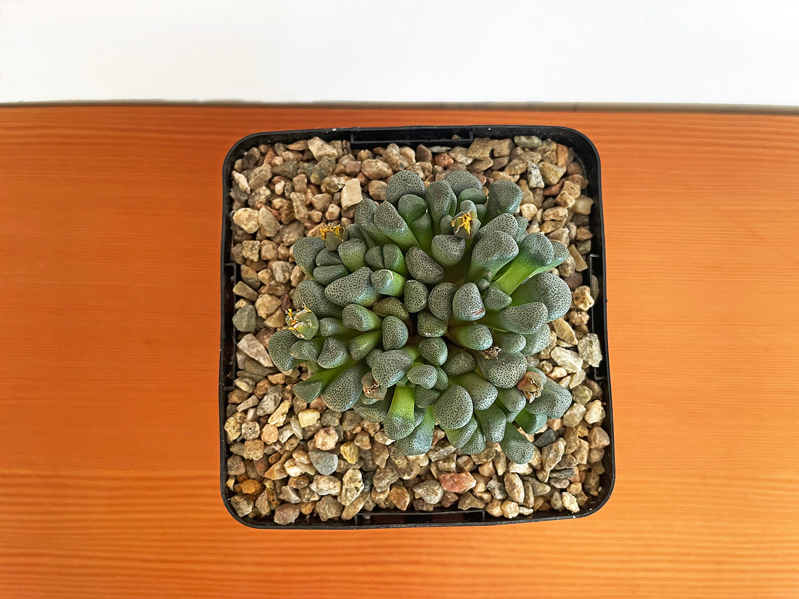 Aloinopsis Schooneesii – Public Land Store