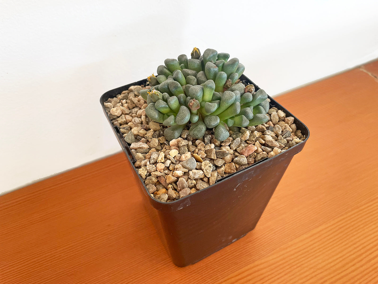 Aloinopsis Schooneesii – Public Land Store