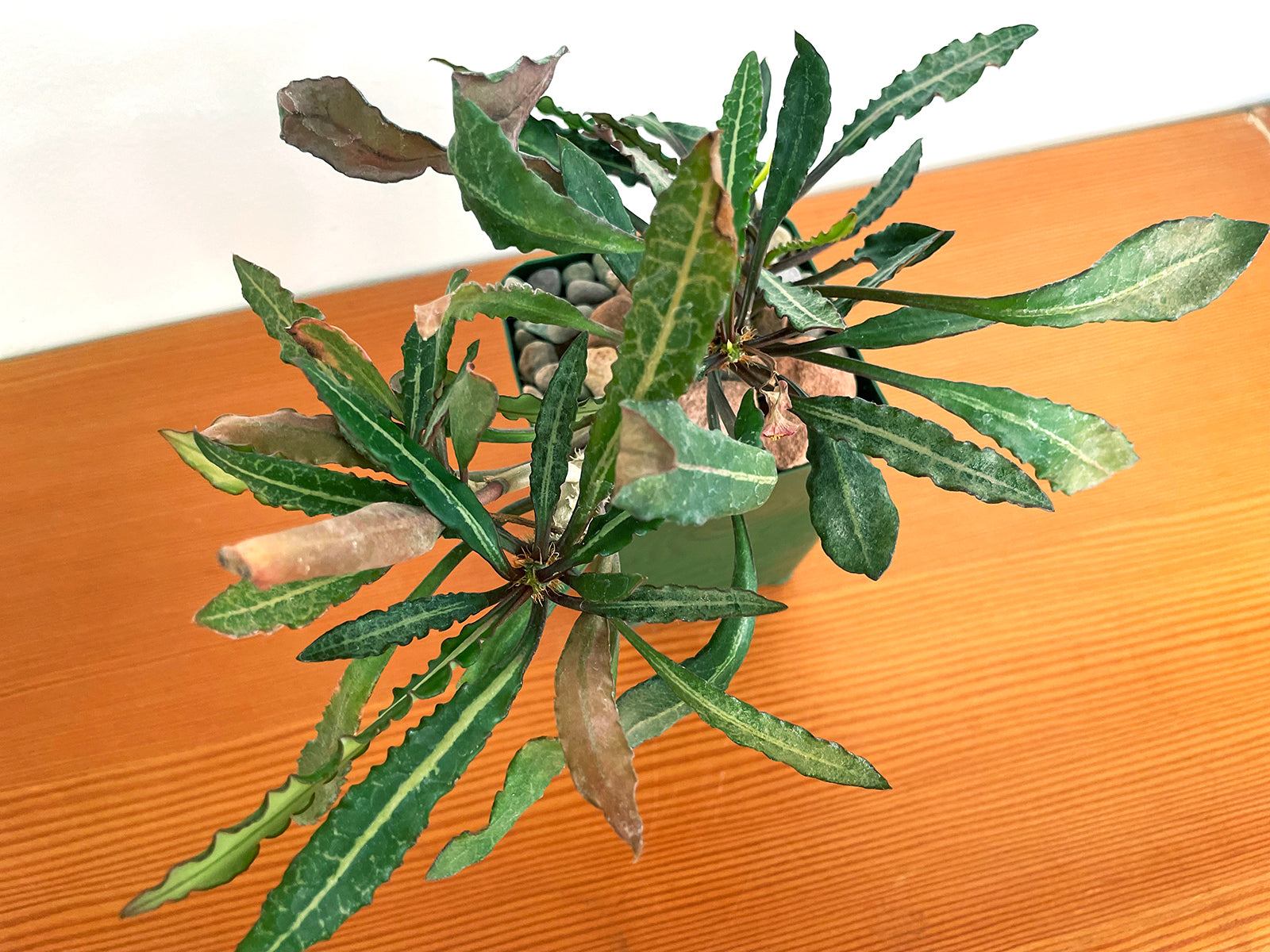 Euphorbia Francoisii