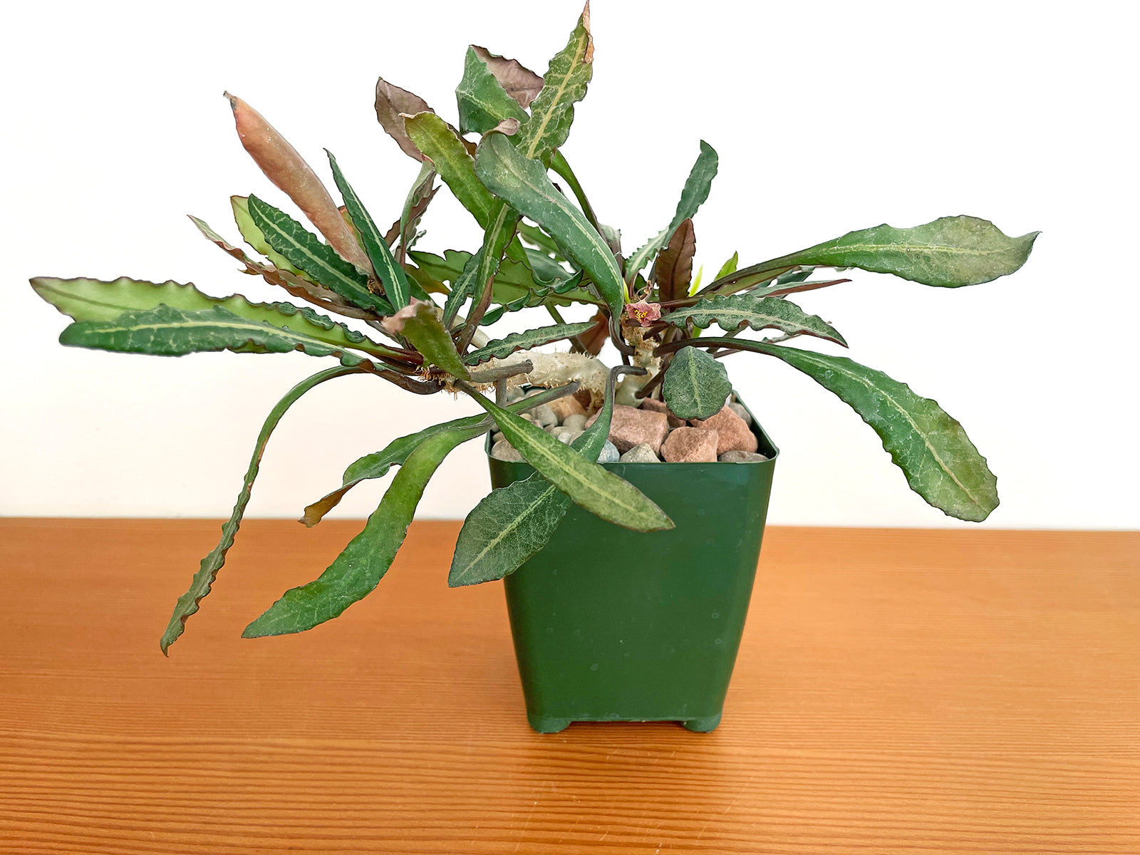 Euphorbia Francoisii