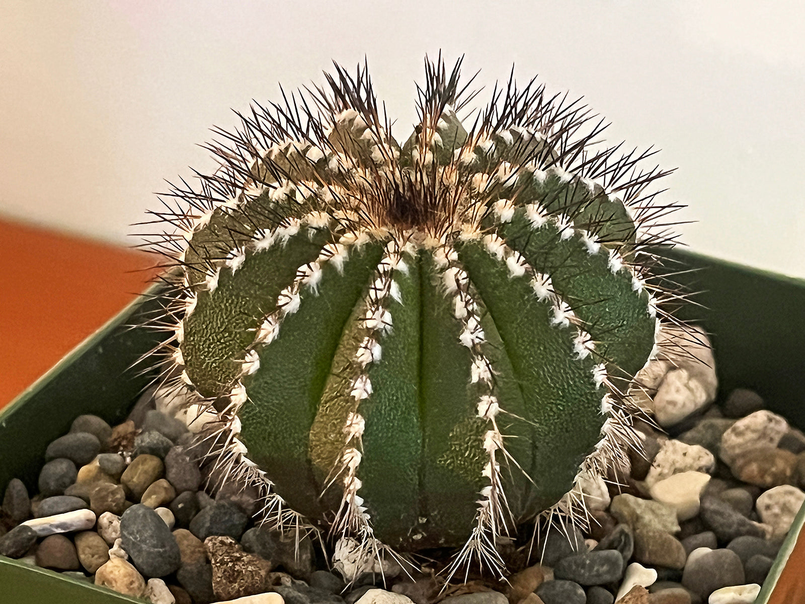 Uebelmannia pectinifera