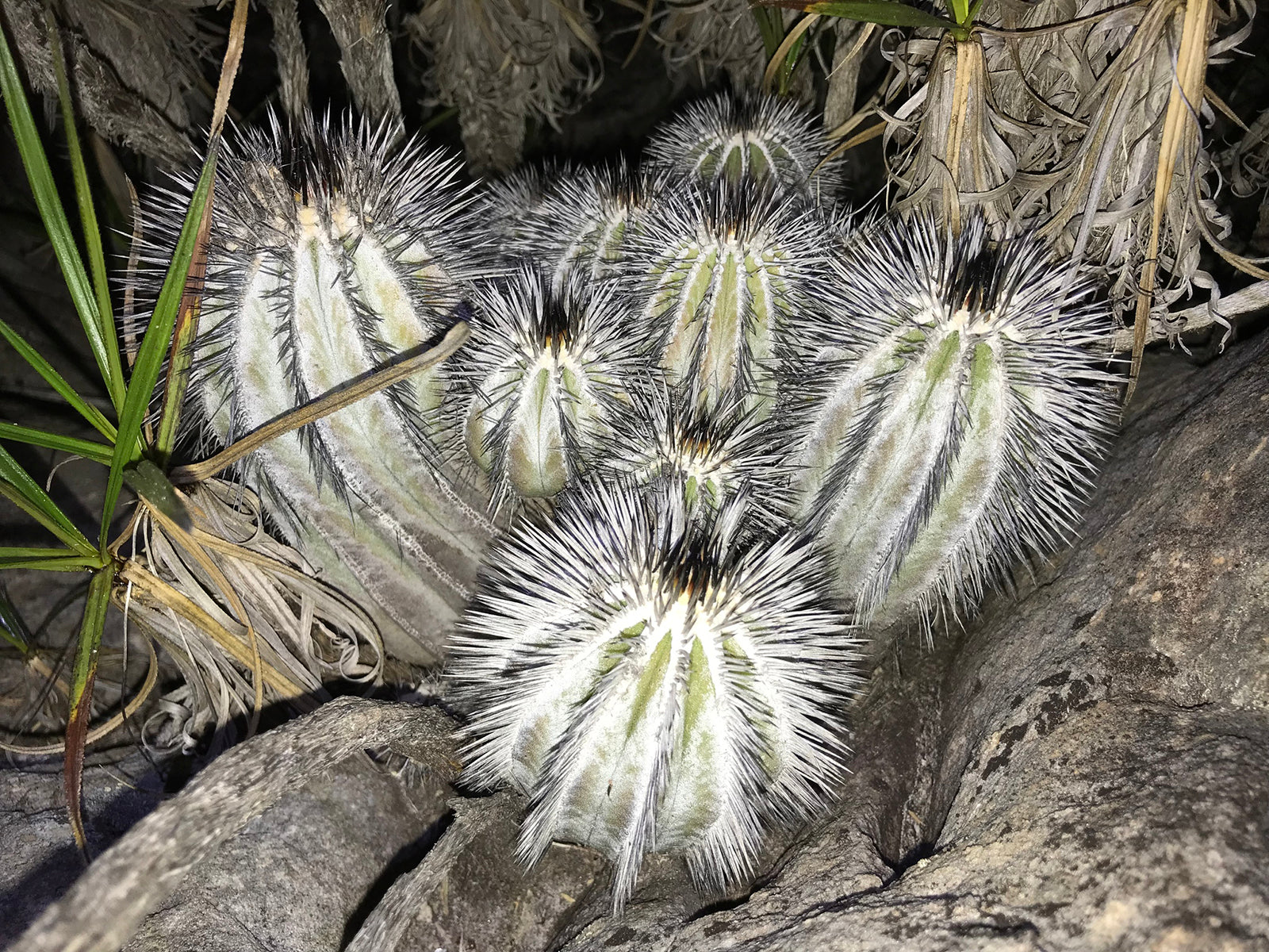 Uebelmannia pectinifera