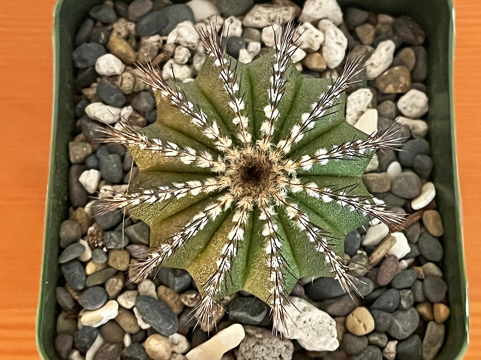 Uebelmannia pectinifera