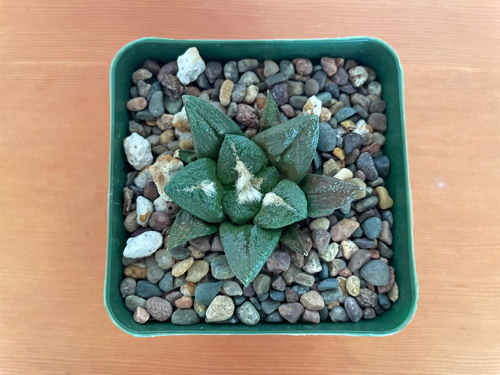 Ariocarpus fissuratus cv. Godzilla