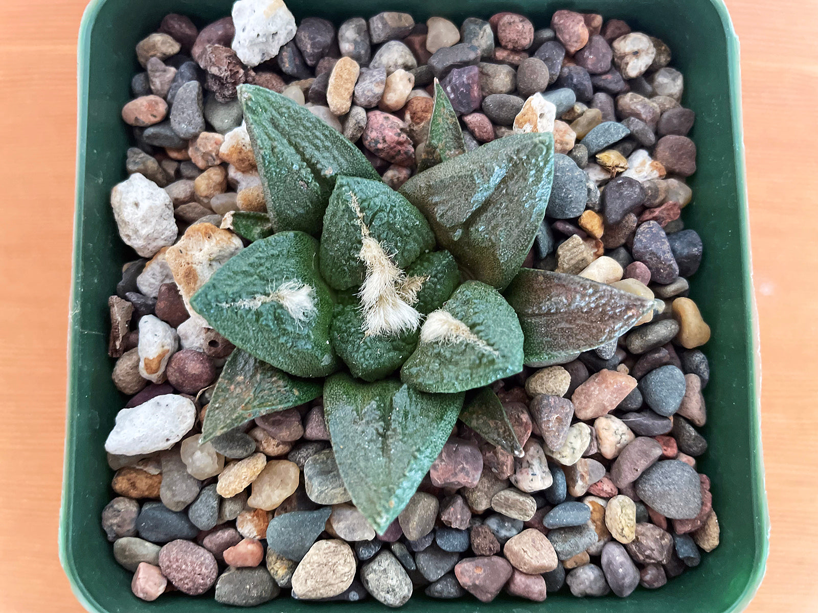 Ariocarpus fissuratus cv. Godzilla