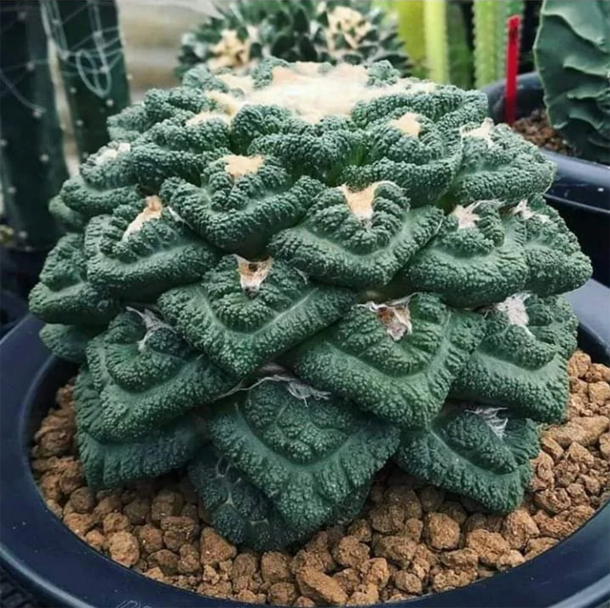 Ariocarpus fissuratus cv.'Godzilla' アリオカルプス ゴジラ  亀甲牡丹(接ぎ降ろし・台付き)◇3.5寸鉢【BotanicalMart】 花、園芸