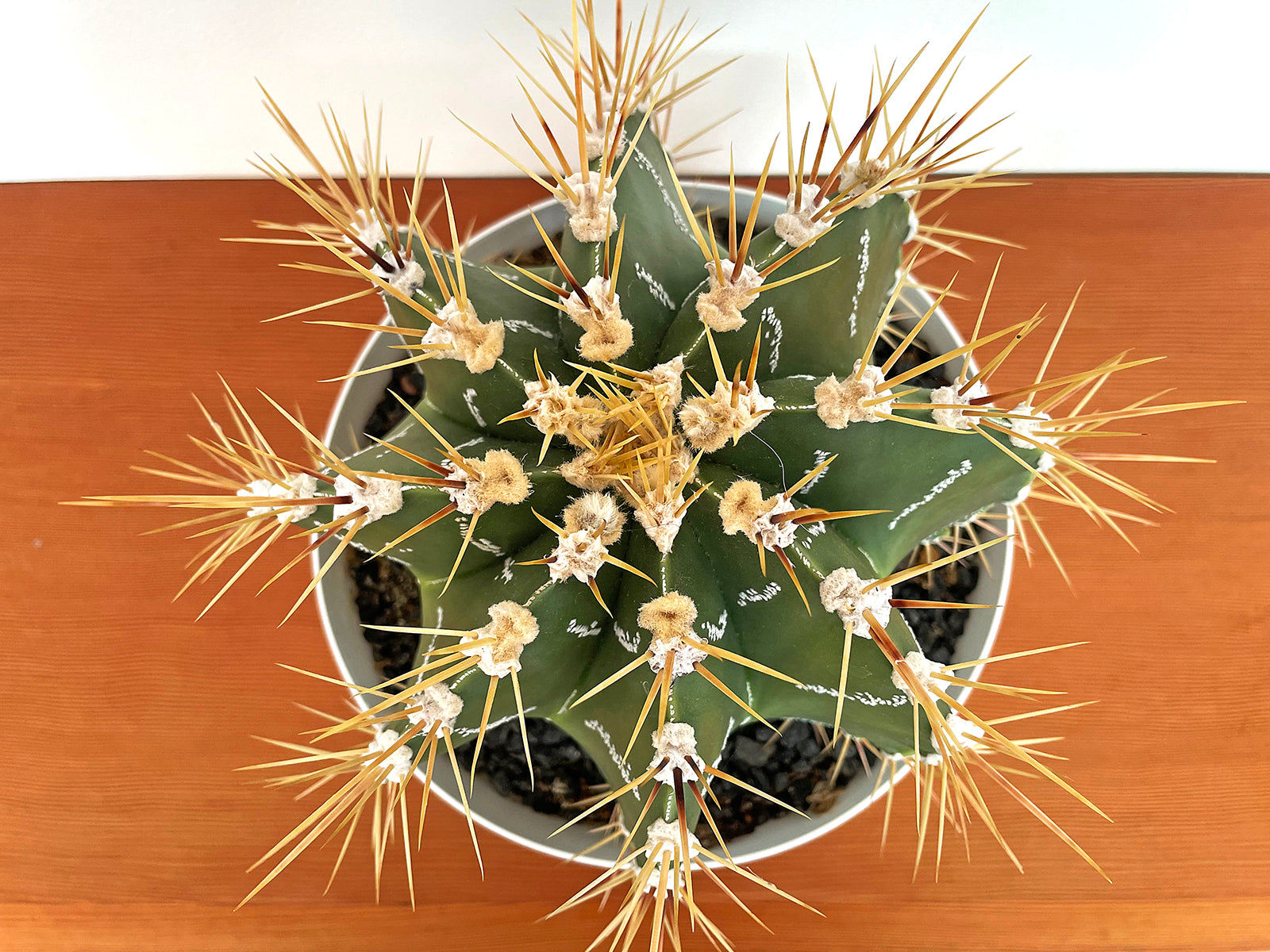 Astrophytum ornatum (specimen)