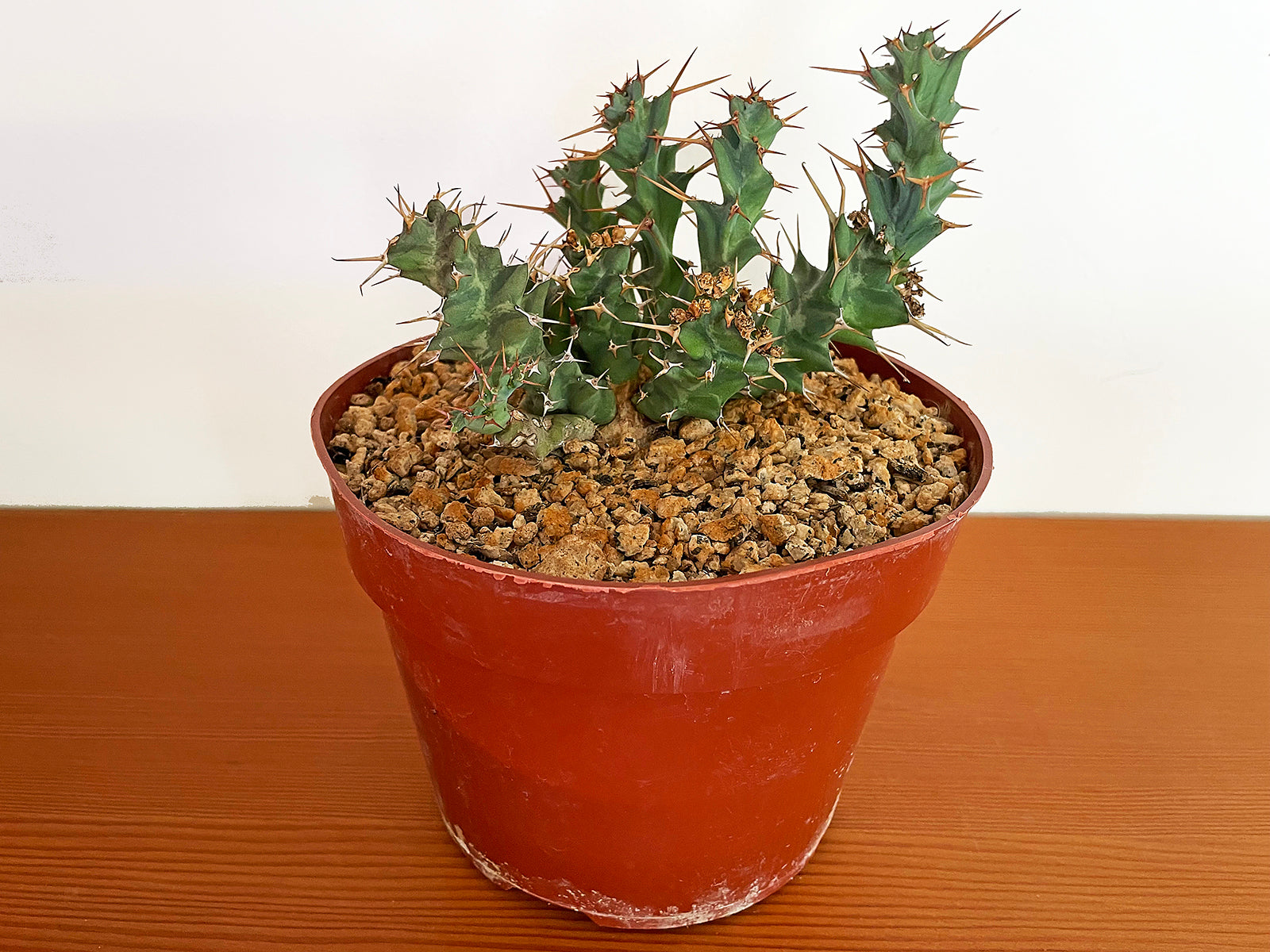 Euphorbia clavigera