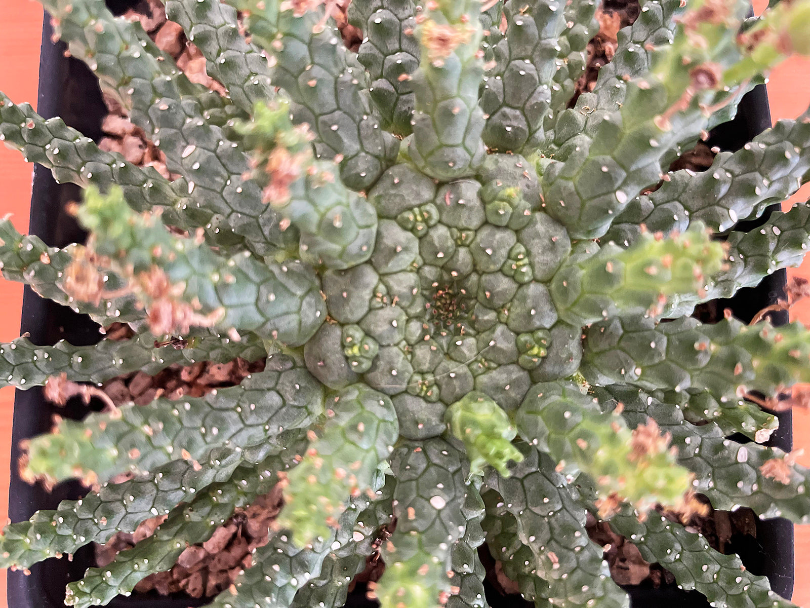 Euphorbia medusa 'mini hybrid'