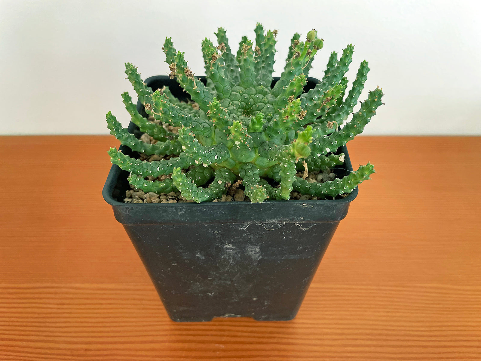 Euphorbia medusa 'mini hybrid'