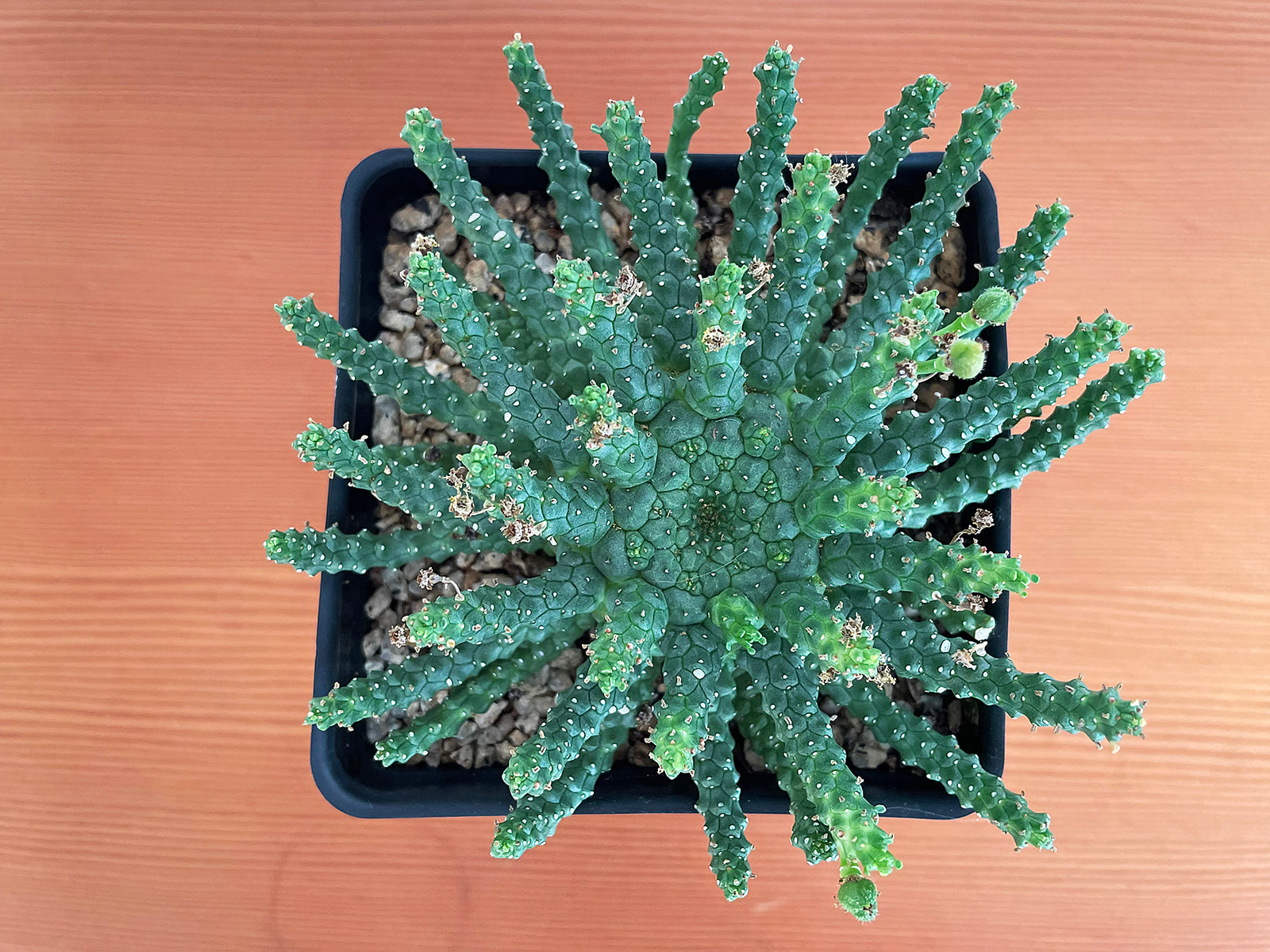 Euphorbia medusa 'mini hybrid'