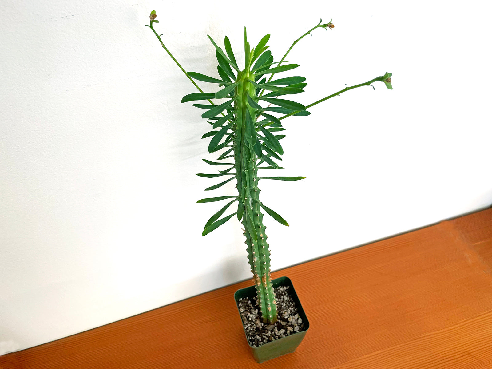 Euphorbia loricata