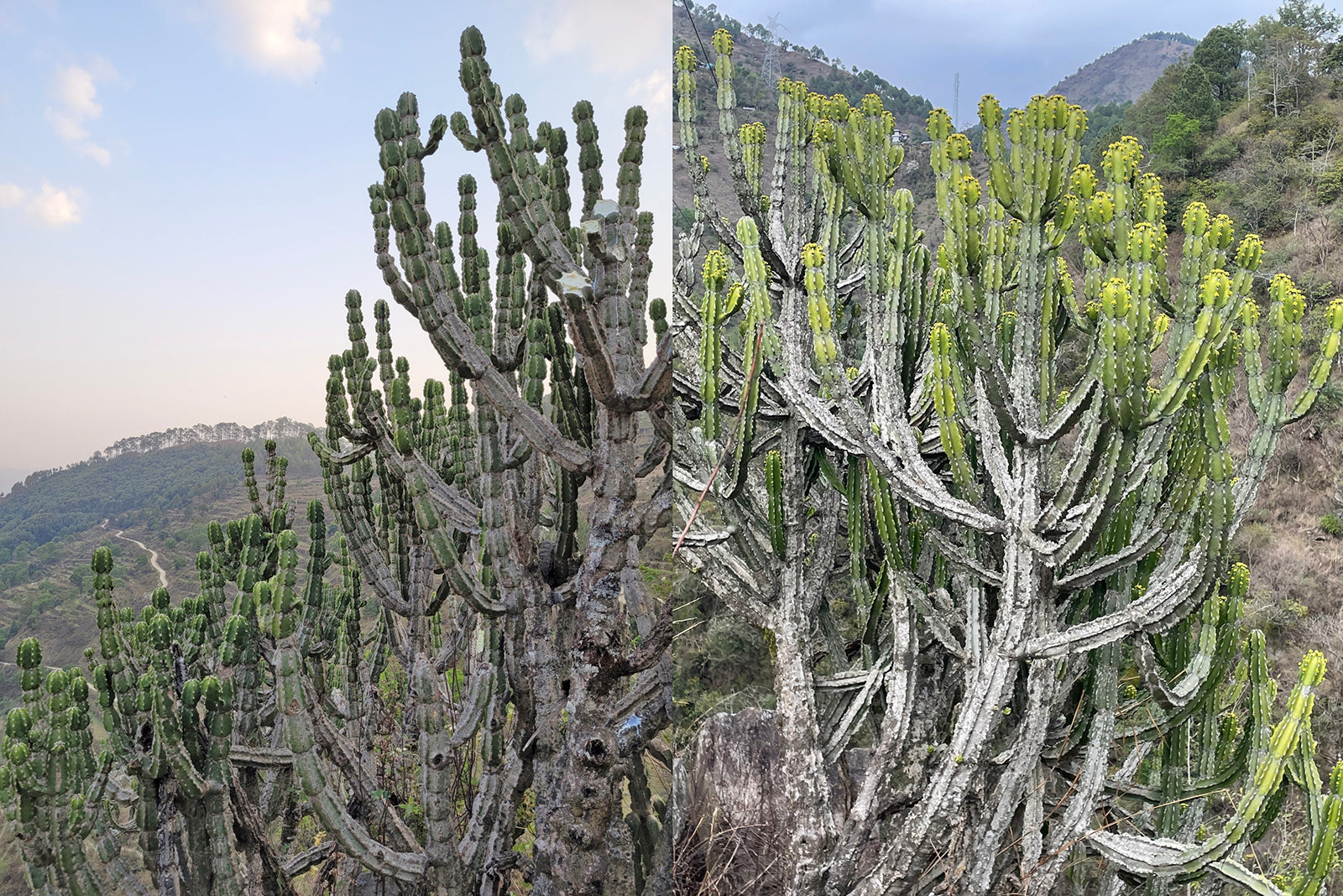 Euphorbia royleana in habitat