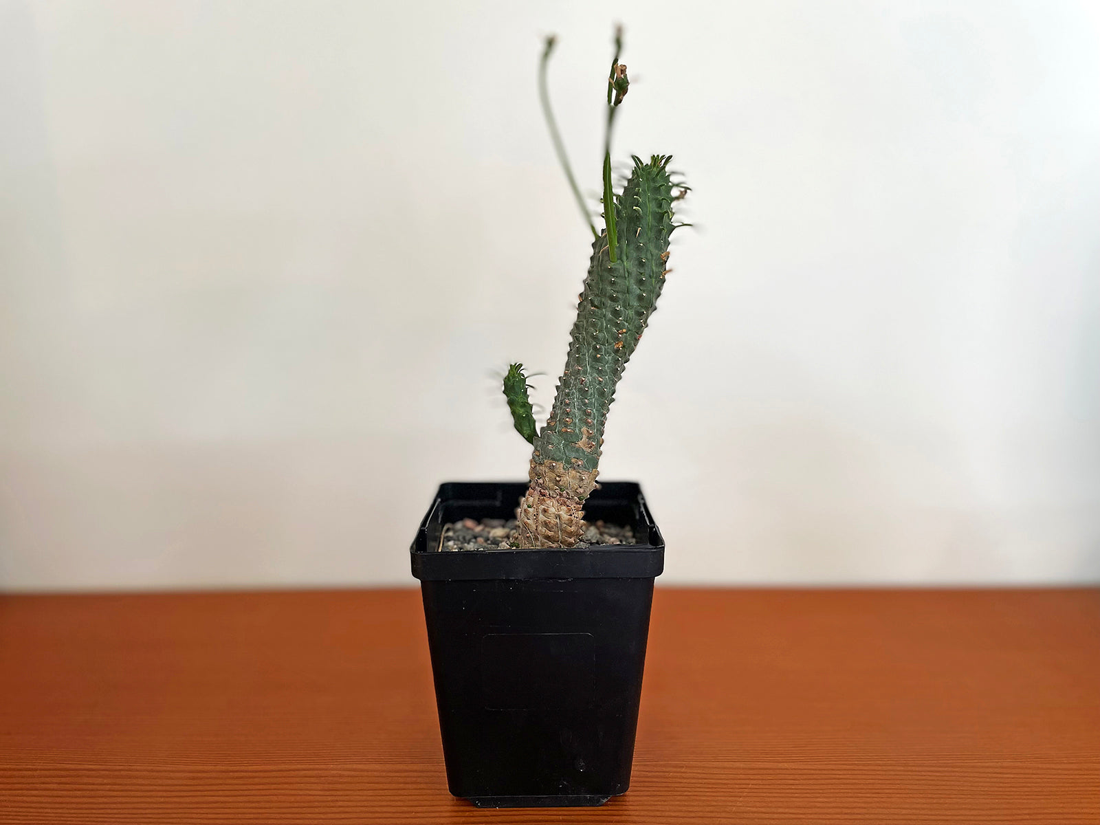 Euphorbia spiralis